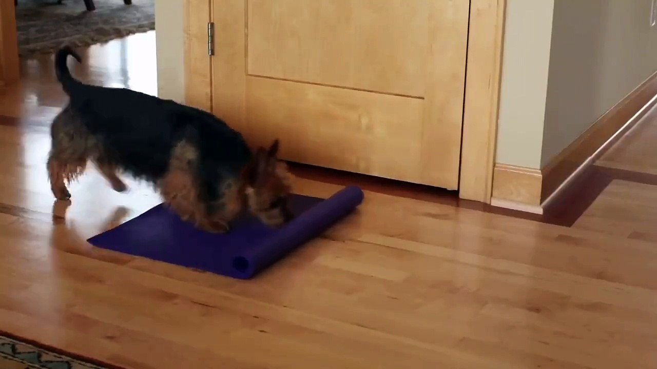 Dog yoga!