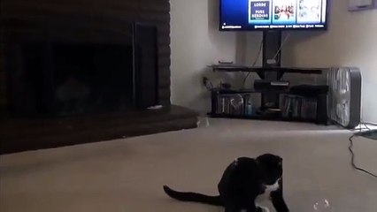 Bubble cat is having the best day ever!