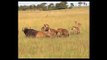 Biggest wild animal fights - CRAZIEST Animals Attack - Hyenas Vs Buffalo Real Fight