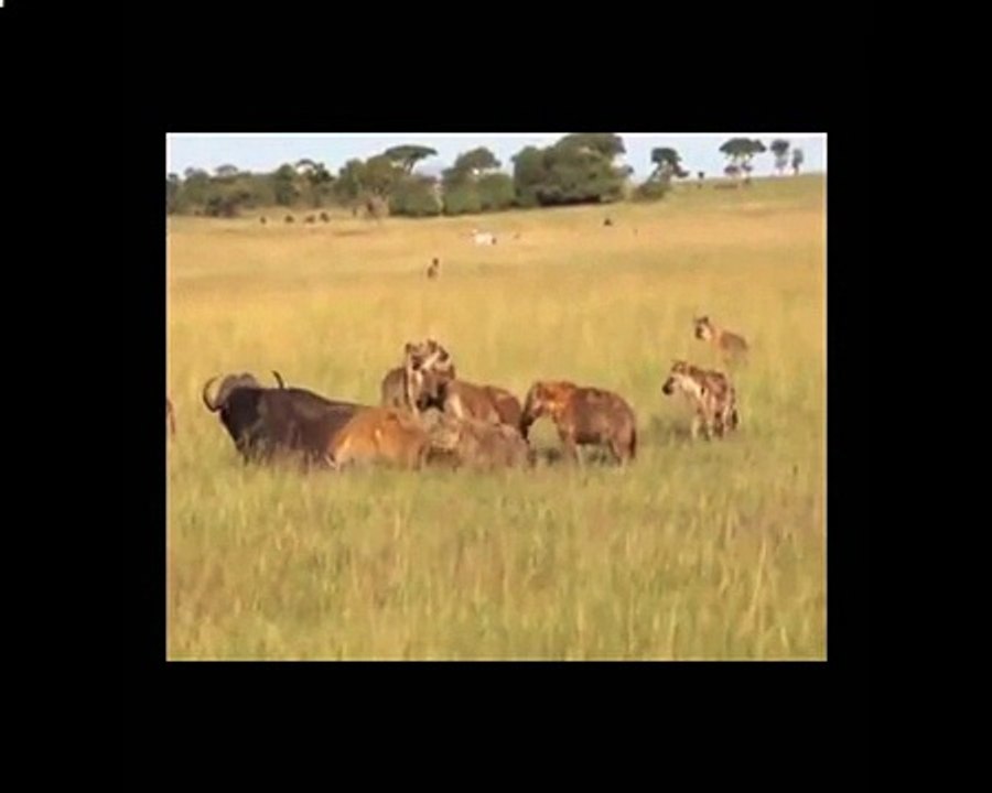 Biggest wild animal fights - CRAZIEST Animals Attack - Hyenas Vs Buffalo Real Fight