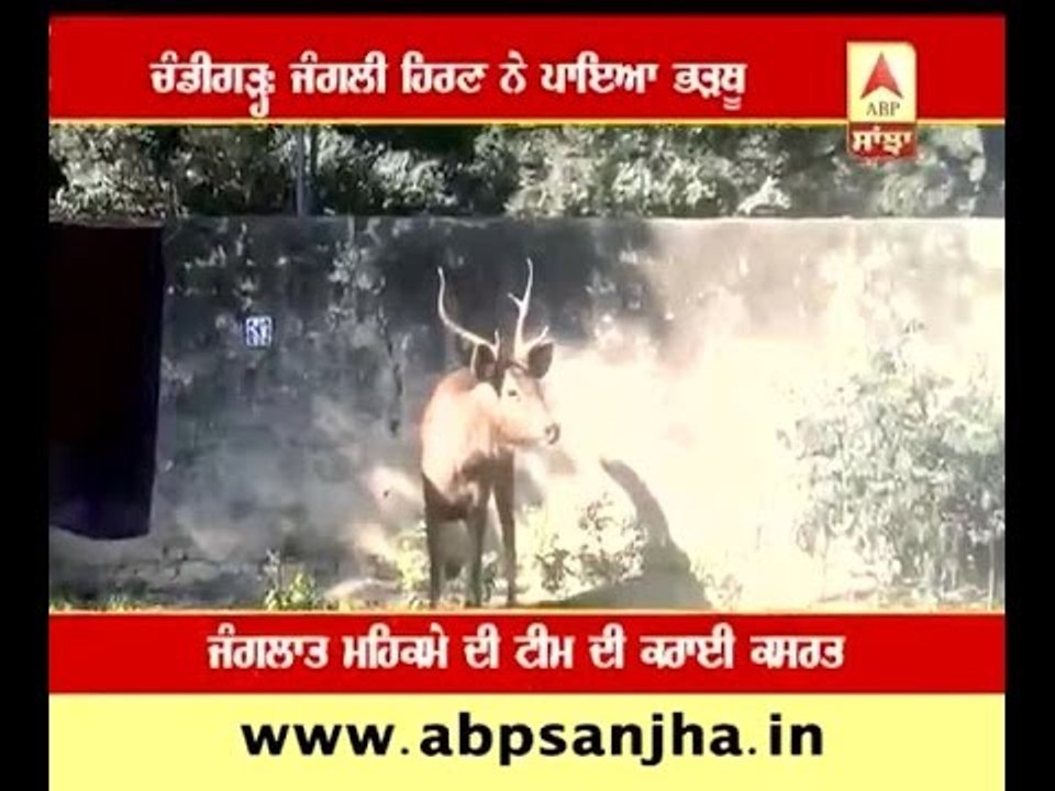 Deer in Chandigarh put administration on work