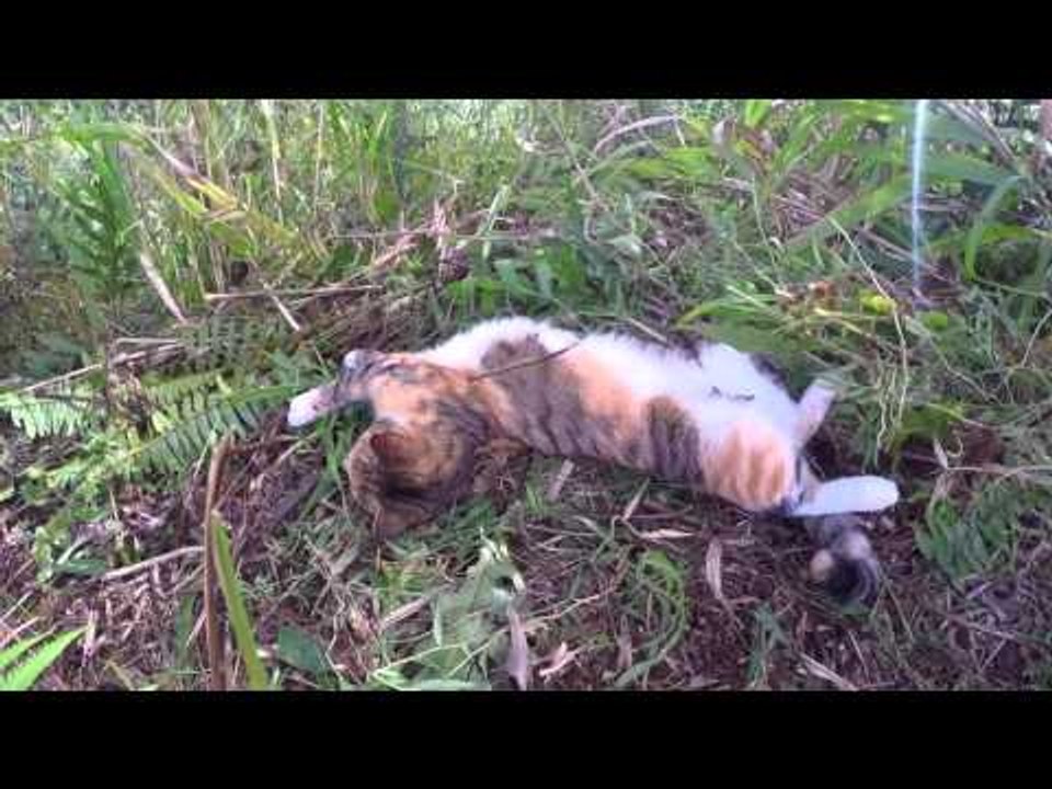 Quirky Cat Hits Back at Owner at Sea