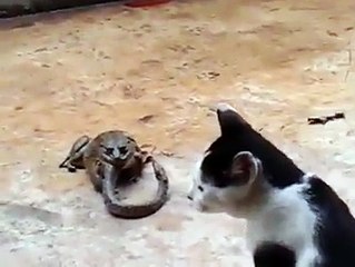 Gato fue atacado por una serpiente que es devorada por un sapo