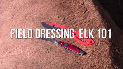 How to Field-Dress an Elk
