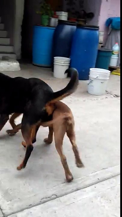 Pitbull vs pastor