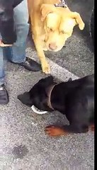PITBULL VS ROTTWEILER