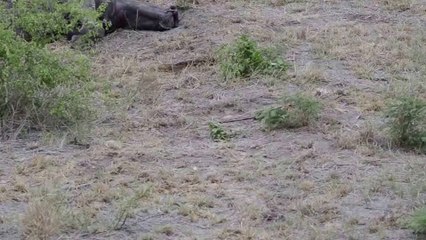 Lion family playing around/eating rhino in Kruger