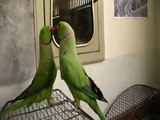 Punjabi parrot Love Eachother,,,Talking,,,,