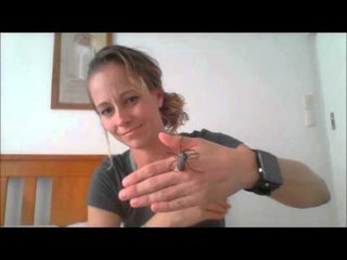 When a Venomous Spider Is Your Favorite Pet