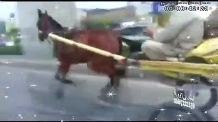 shahid gujjar New horse try rawalpindi