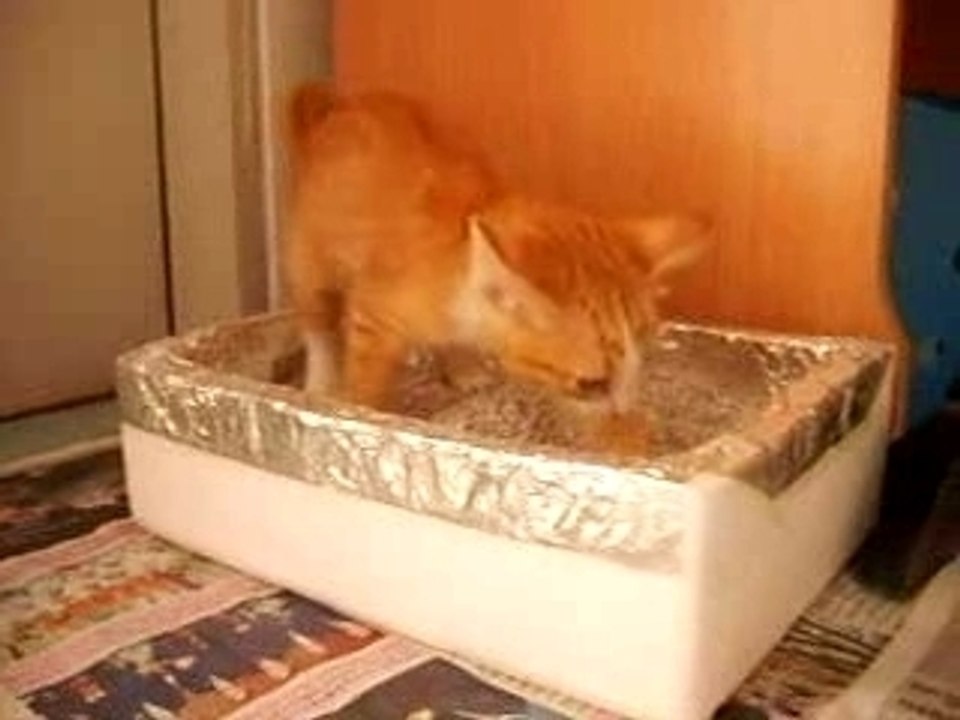 my cat 3