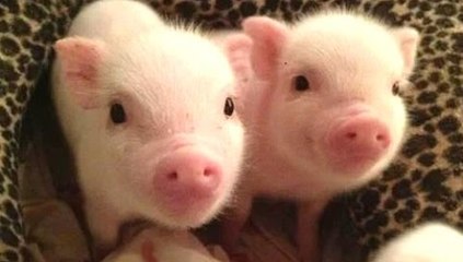 Cute Micro Pig - A Cute Mini Pig Videos Compilation 2015
