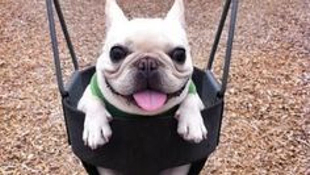 Funny Puppies Compilation [NEW]