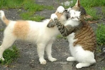 Funny Cats Meeting Cute Puppies Compilation -- NEW