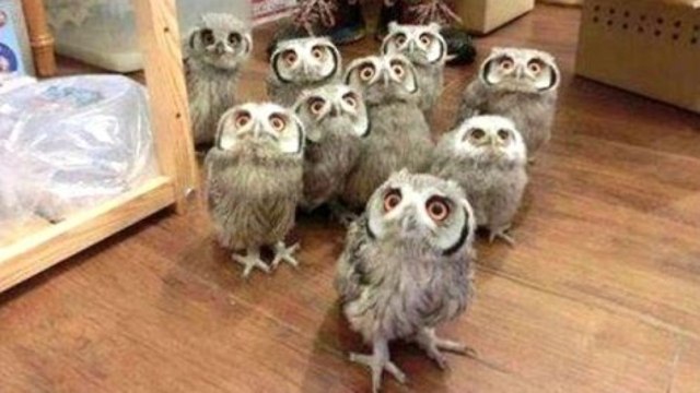 Owl - A Funny Owls And Cute Owls Compilation NEW