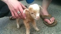 Cute Baby Goats - A Cute And Funny Baby Goats Compilation -- NEW HD