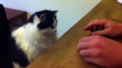 Cat Magic Trick