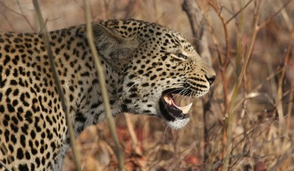 Top 10 Most Insane Ways People Survived Animal Attacks