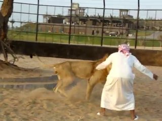 Arab and Lion - who wins _
