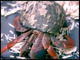 Spot 5 มหานิยม สุดยอดสัตว์แปลก OA140655