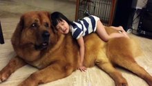 Nice dogs