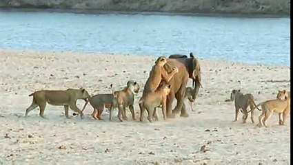 lion groupe vs un éléphant vidéo étonnante . à regarder