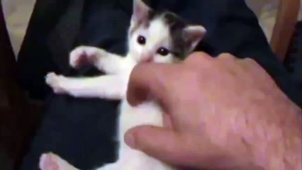 可爱的小猫扮演的空气竖琴