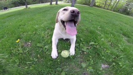 Qu'elle est belle la vie de chien !