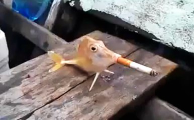 Balık Pöfür Pöfür Sigara İçti