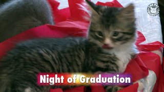 NEW Relatable Graduating Pet Compilation 2016