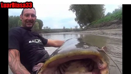 Ikan lele besar dan ikan patin besar WOOW Seramm ~ Luar Biasa 33