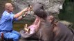 Un hippopotame se fait faire un lavage de dents... Patient l'animal: