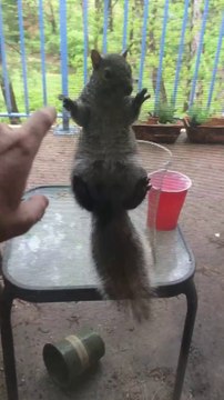 Cet écureuil se croit au zoo et observe des humains en cage!