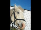 Photo des chevo du poney club