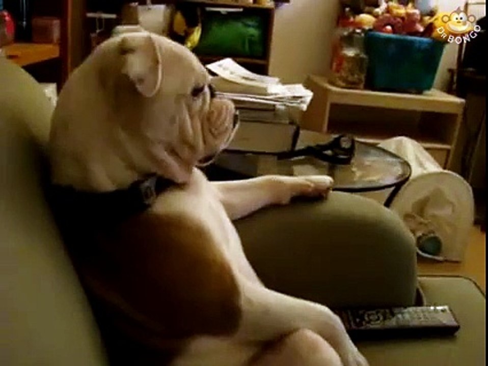 Bulldog watching TV @ Dr Bongo