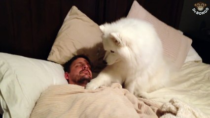 Dog alarm clock @ Dr Bongo