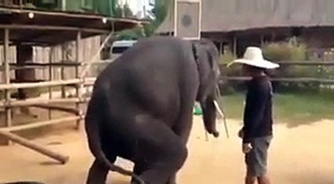 Elephants are dancing on song amazing: