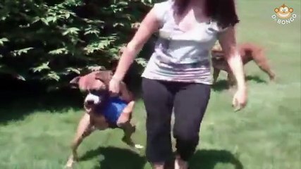 Dog doesn't want to give up ball @ Dr Bongo