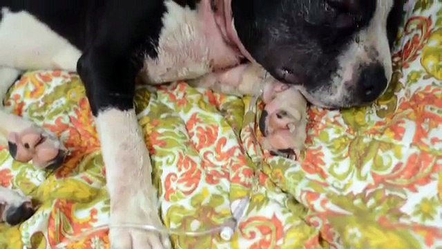 Pit Bull vittima dei Combattimenti Clandestini, è stato salvato in punto di morte!