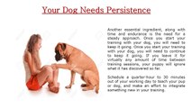 Stephanie Taunton | Best Dog Training Tips