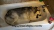 Un Husky adore l'eau et refuse de sortir de la baignoire