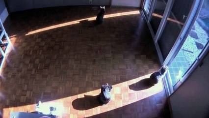 Besoin de vous détendre ? Regardez cet adorable montage de petits chats qui prennent un bain de soleil !