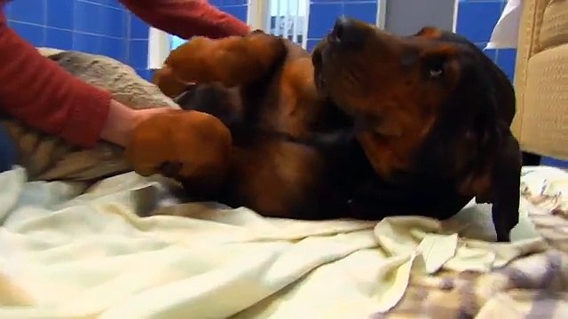 E’ stato maltrattato per tutta Vita – Questa è la sua Reazione quando abbraccia la sua nuova famiglia