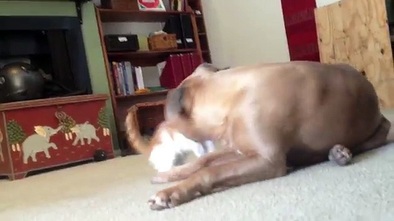 Questo è Ciò Che Succede Quando Un Gattino ‘Dispettoso’ Attacca Un Pit Bull !!