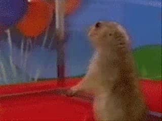 Drama Prairie Dog