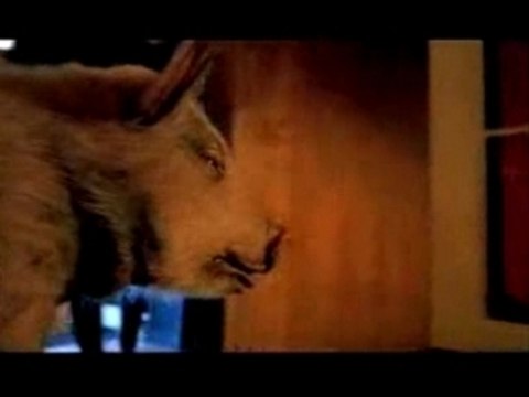 Publicité préservatifs Trojan