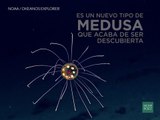 La increíble medusa descubierta en las islas Marianas