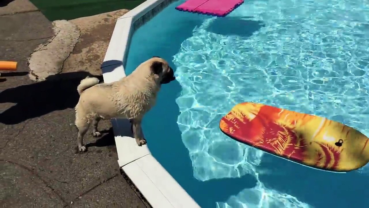 Ce petit chien adore faire du surf !