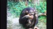 The chimps never forgot what this woman did. They were reunited after 18 years apart.