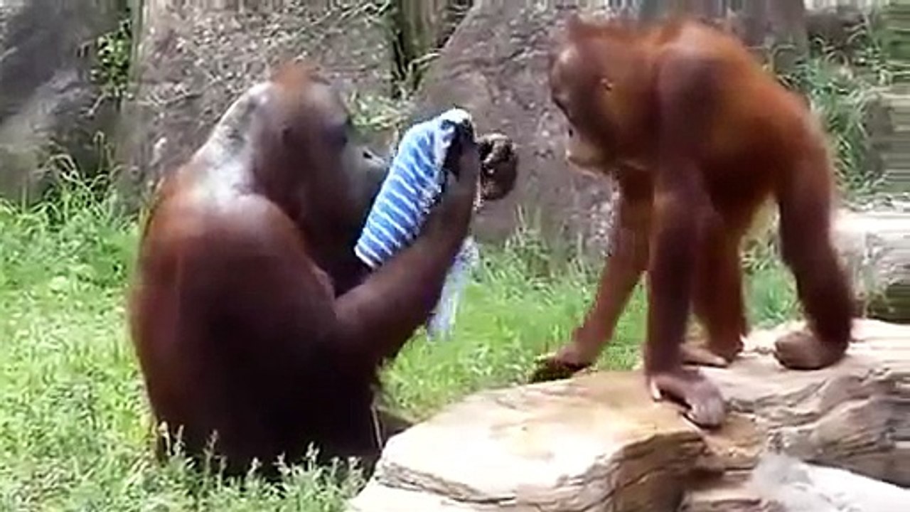 un singe se lave comme un humain
